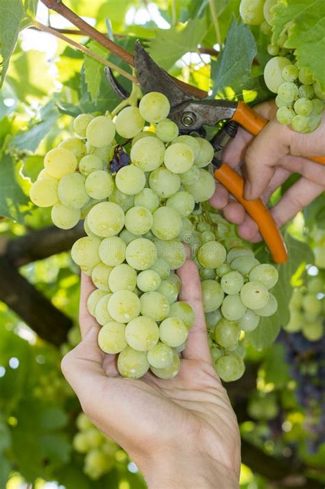 Male Hand Picking Grapes By Cutting The Plant With Scissors Stock Image ...