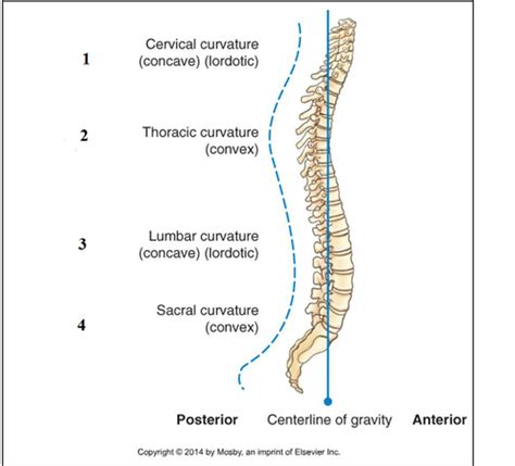 CH 8 Cervical And Thoracic Spine Flashcards Quizlet