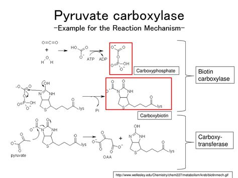 Masaharu Ishii Carboxylation Enzymes Journal Club in the Laboratory ...