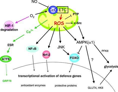 Nitric Oxide And Mitochondrial Signaling Arteriosclerosis Thrombosis