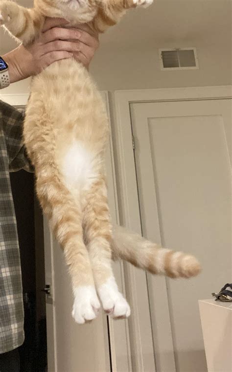 Kitten with bloated tummy? : r/cat