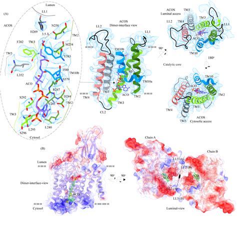 Acetyl CoA Binding Site ACOS A Catalytic Core Chain A Of HGSNAT