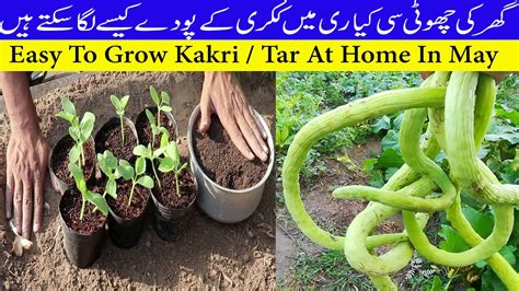 How To Grow Tar Kakri Plants At Home Tar Kakri Ko Ghar Par Kaise