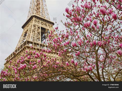 Magnolia Flowers Image & Photo (Free Trial) | Bigstock