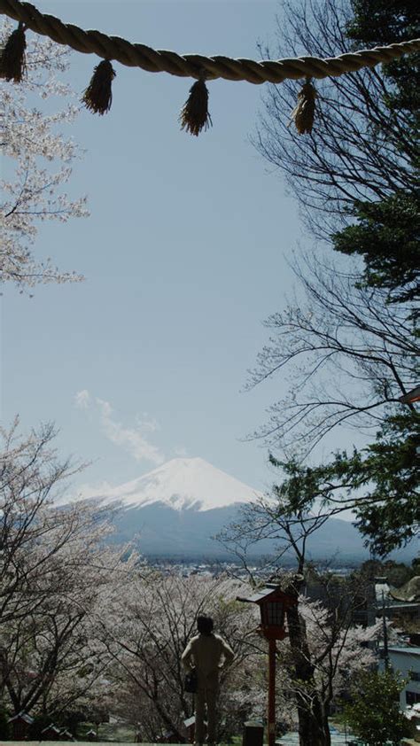 Cherry Blossom Time Near Mount Fuji In 4k Live Action | 9093375