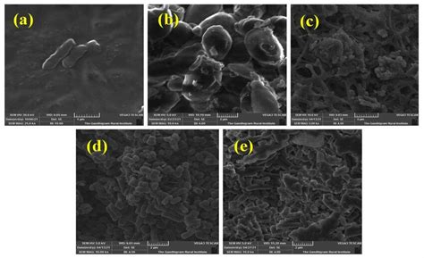 Sem Micrographs Of Bacteria A E Coli B S Hominis C S Oneidensis