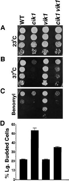 Phenotypic Analysis Of Isogenic Wild Type Cik1 ⌬ Vik1 ⌬ And Cik1