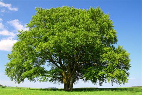 Pohon Beech Tua Di Musim Panas Foto Stok Unduh Gambar Sekarang