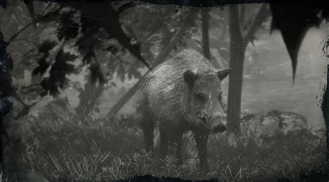 Legendary Boar RDR2 Hunting Guide - Gamerz Gateway | Gamerz Gateway