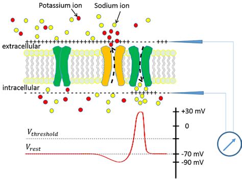 Action Potential In Neuron Diagram