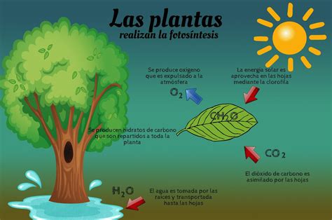 Un cultivo podría acabar con el hambre en el mundo El Siglo