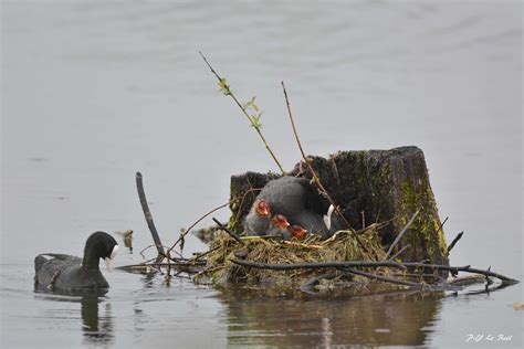 Dsc Fulica Atra Foulque Macroule Eurasian Coot Pierre Yves