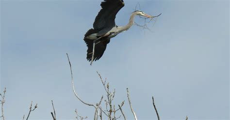 A Great Blue Heron St Joe Steelhead A Question On Hunting Fishing In