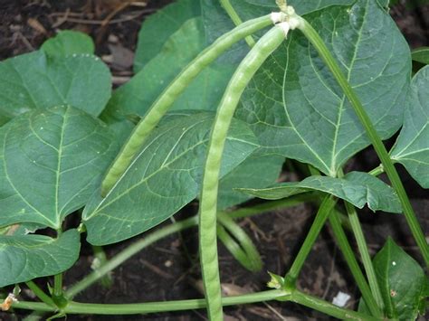 Cowpea | Diseases and Pests, Description, Uses, Propagation