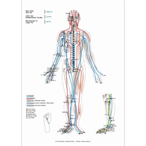 Amm And Tcm Meridian Plakat Ventral Dorsal Din A 2