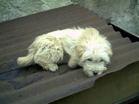 pudel spaniel mischling