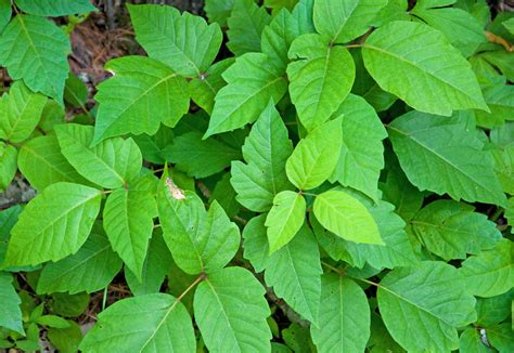 Eastern Poison Ivy Bio Illinois Species Id Inaturalist