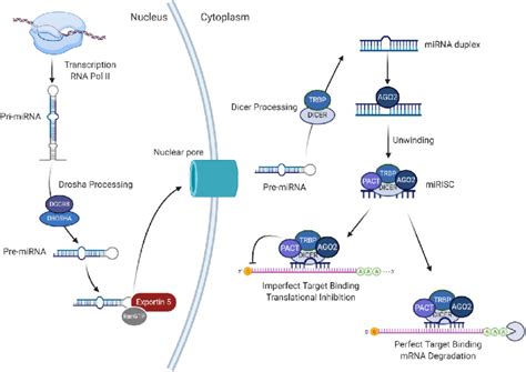 Mirna Biogenesis And Function Fig 3 Mammalian Rnai Biogenesis And