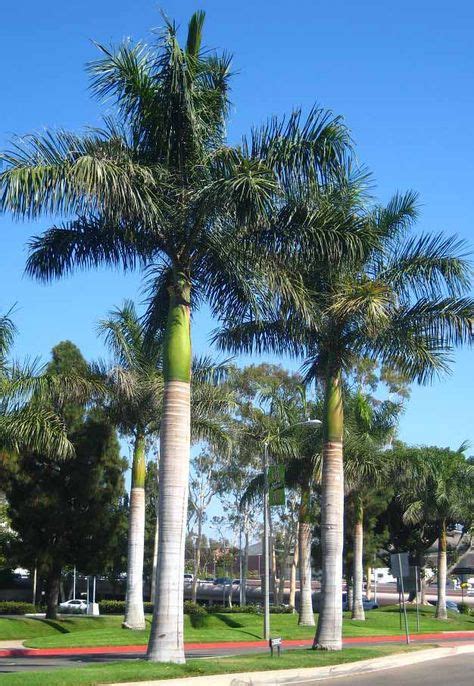 Palmera Real Cubana Roystonea Regia Semillas Del Mundo