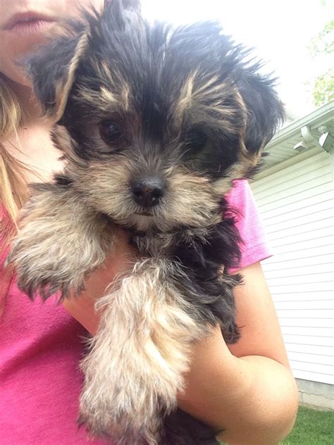 Maltese Yorkie Mix Puppies | Cute Morkie Puppies