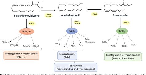 Figure 1 From Differential Regulation Of Eicosanoid And Endocannabinoid