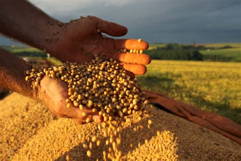 Produ O De Soja Aumenta Na Serra Catarinense Clmais Correio Lageano