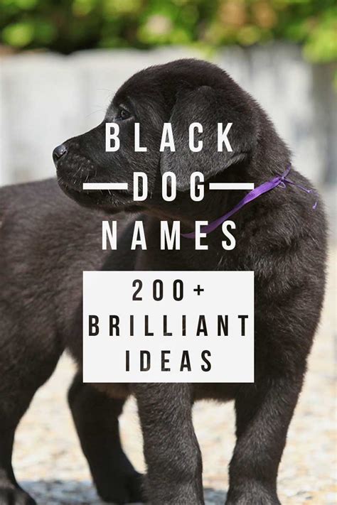 Black Dog Names - Over 200 Inspiring Ideas For Naming Your Pup