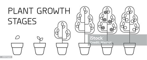 Tree Growth Stages Infographics Line Art Icons Planting Instruction