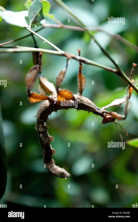 Spiny Leaf Insect Extatosoma Tiaratum Sydney Wildlife World Sydney