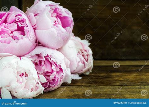 Grupo Fresco De Peônias Cor de rosa Imagem de Stock Imagem de haste