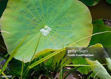 lotus effect   premium high res pictures getty images