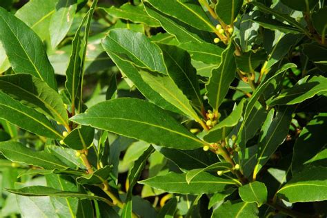 Cómo Cultivar Y Mantener Una Planta De Laurel Usos Expresion Sonora