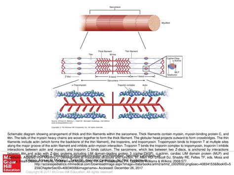 Schematic Diagram Showing Arrangement Of Thick And Thin Filaments