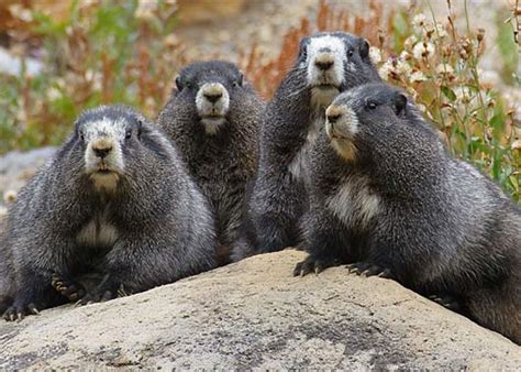 hoary marmot mountain whistler animal pictures  facts factzoocom