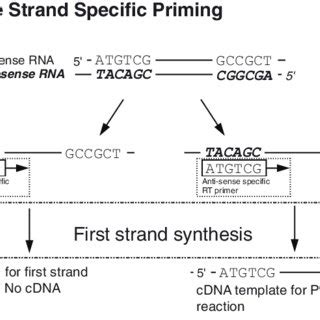 (PDF) Detection of antisense RNA transcripts by strand-specific RT-PCR