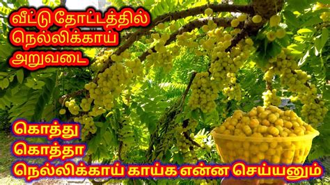 கதத கததக நலலகய என வடட தடடததல Fruit Picker Tool