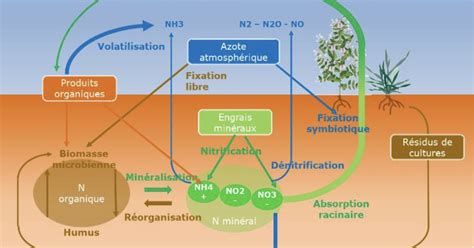 Une bonne appréhension du cycle de l azote permet d améliorer la