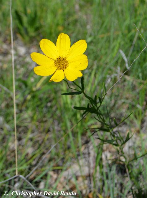 Coreopsis palmata | Illinois Botanizer
