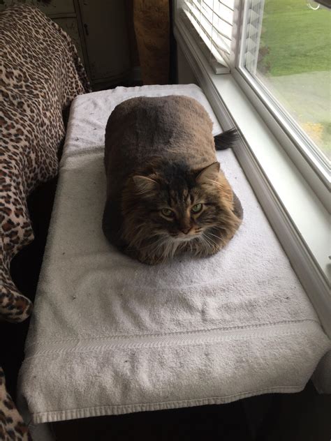 My Cousins Fat Cat Loves To Loaf Around Rcatloaf