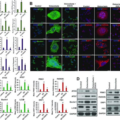 Egcg Inhibits Autophagy And Mitophagy Related Molecules A Qrt Pcr For Download Scientific