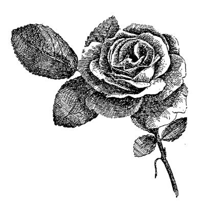 Frantic Stamper Cling Mounted Rubber Stamp Large Rose