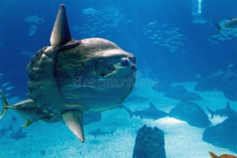 Oceanu Samogłów Mola Mola Zdjęcie Stock Obraz złożonej z duży