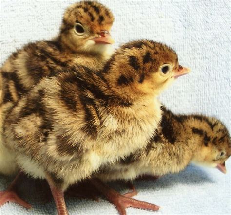 Narragansett Turkey Poults