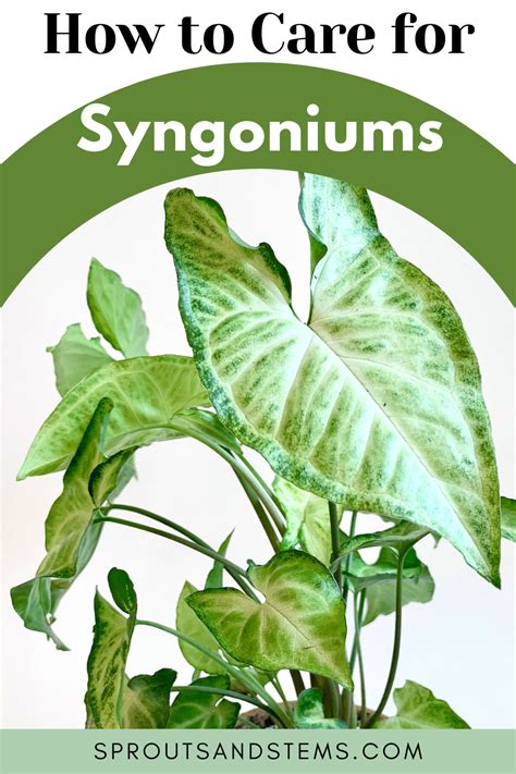 Syngonium Arrowhead Plant Care Guide Arrowhead Plant Propagating