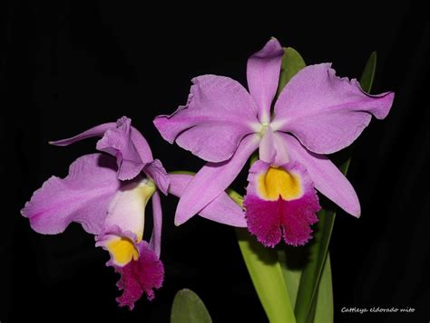 Cattleya Wallisii Mt Ito