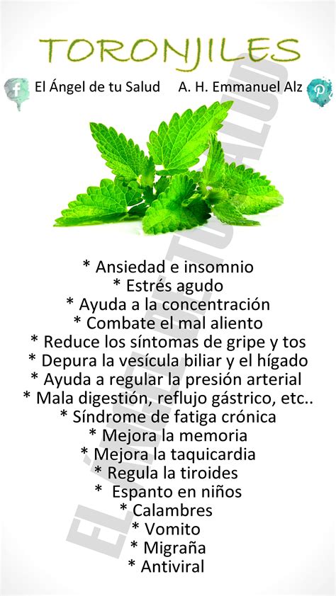 Planta Medicinal Toronjil Para Que Sirve Y Como Se Usa Plant Blog