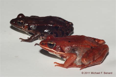 Wood Frog Rana Sylvatica