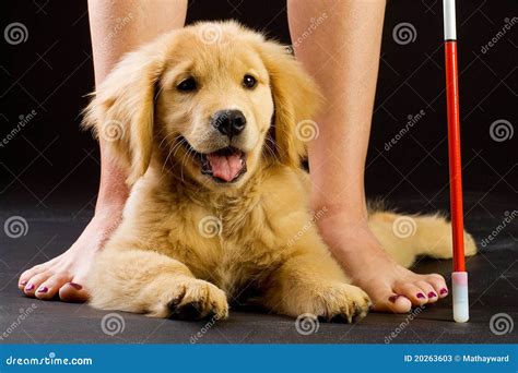 Seeing Eye Dog In Training Stock Photos - Image: 20263603