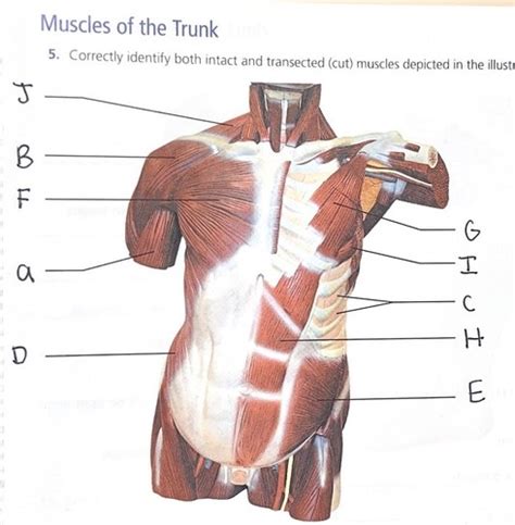 Muscles Of The Trunk APHY 101 Ch 10 Flashcards Quizlet