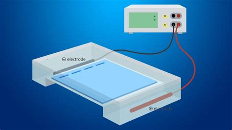 Electroforesis De Adn Conceptos Básicos Youtube